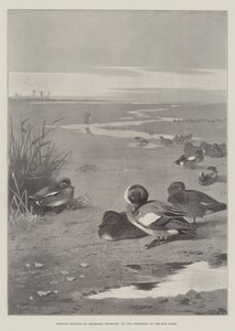 スポーツの主題、干潟の野鳥 作： Archibald Thorburn